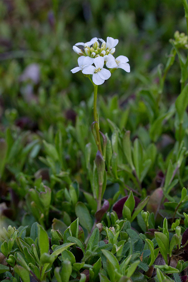 Image of familia Brassicaceae specimen.