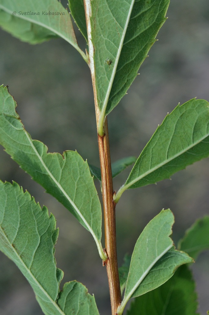 Image of Spiraea alba specimen.