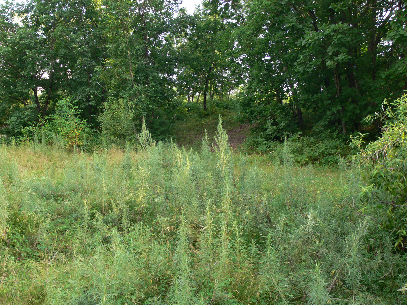 Image of genus Artemisia specimen.