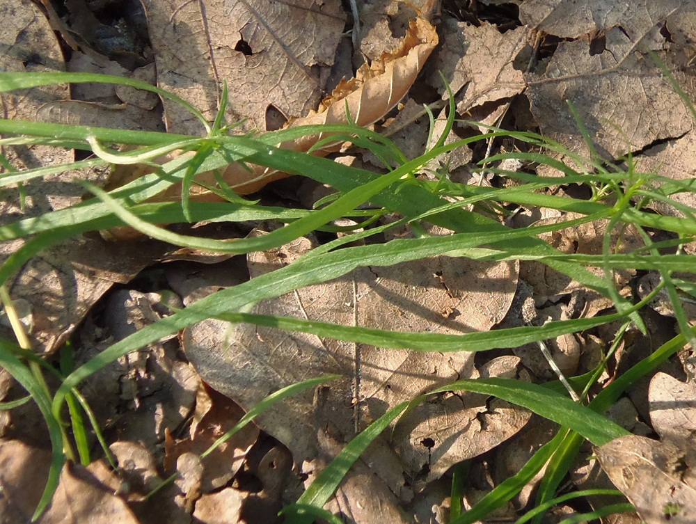 Image of Campanula rotundifolia specimen.