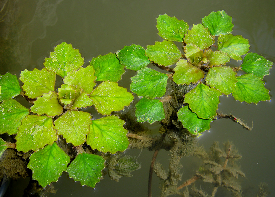 Image of Trapa maeotica specimen.