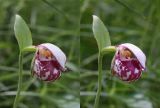 Cypripedium guttatum