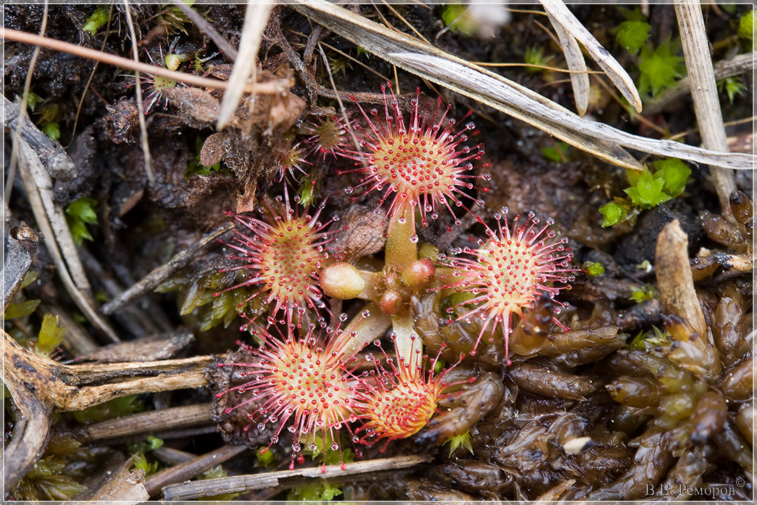 Обычное растение. Росянки круглолистная Drosera rotundifolia l.. Ловчий аппарат росянки круглолистной. Росянка круглолистная на болоте. Растение росянка круглолистнтная сфагнум.