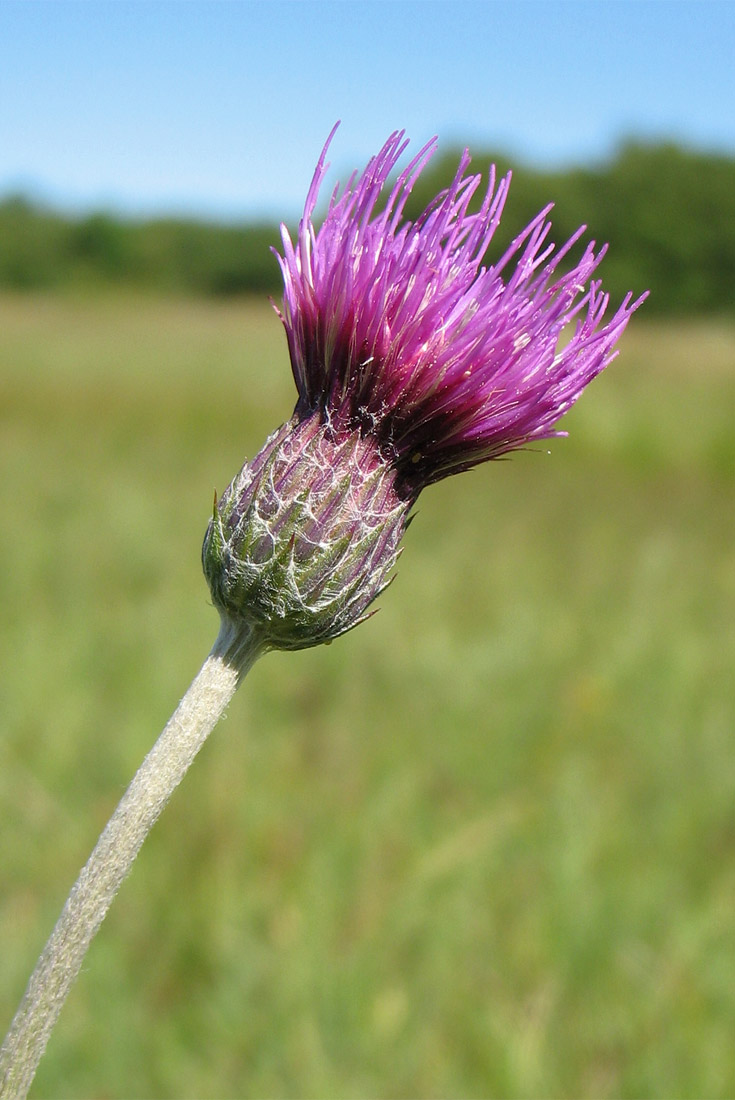 Изображение особи Cirsium dissectum.