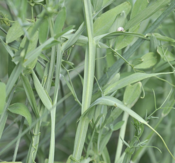 Image of Lathyrus clymenum specimen.