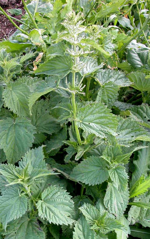 Image of Urtica dioica specimen.