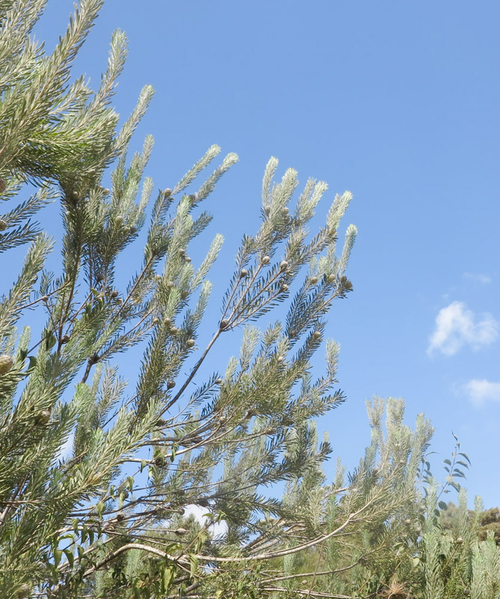 Image of Leucadendron galpinii specimen.