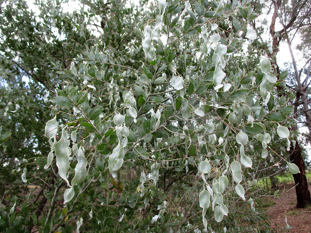 Image of Acacia podalyriifolia specimen.