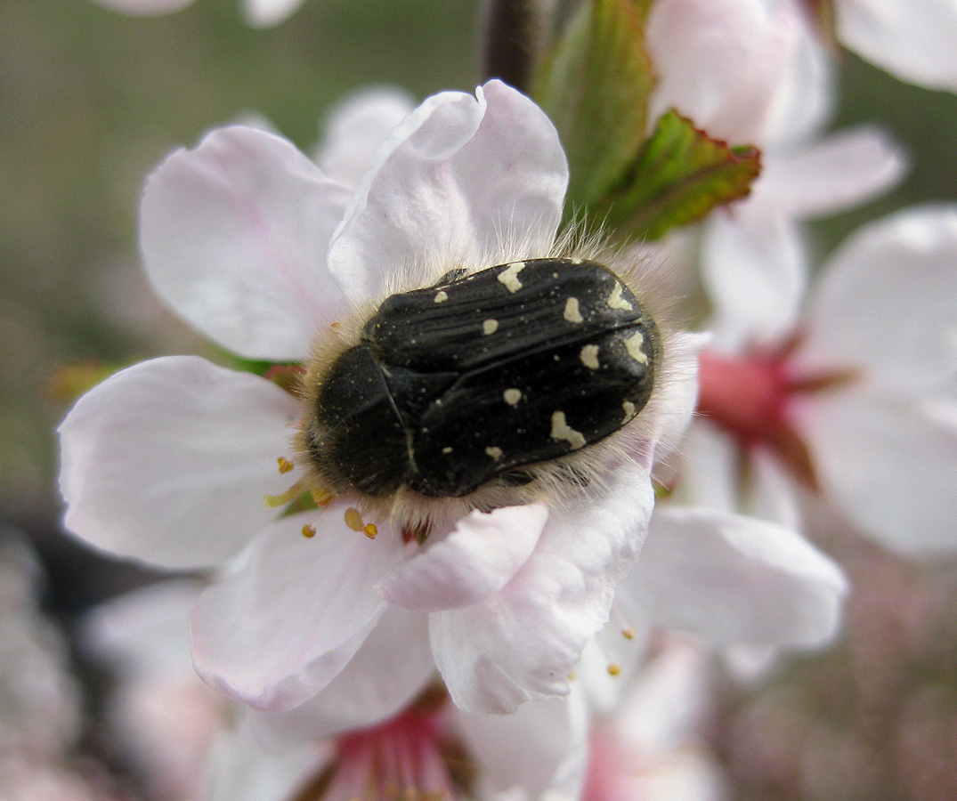 Image of Cerasus tomentosa specimen.