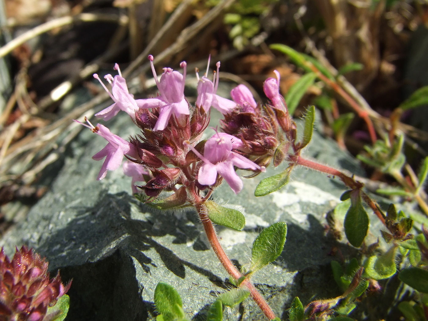 Изображение особи род Thymus.