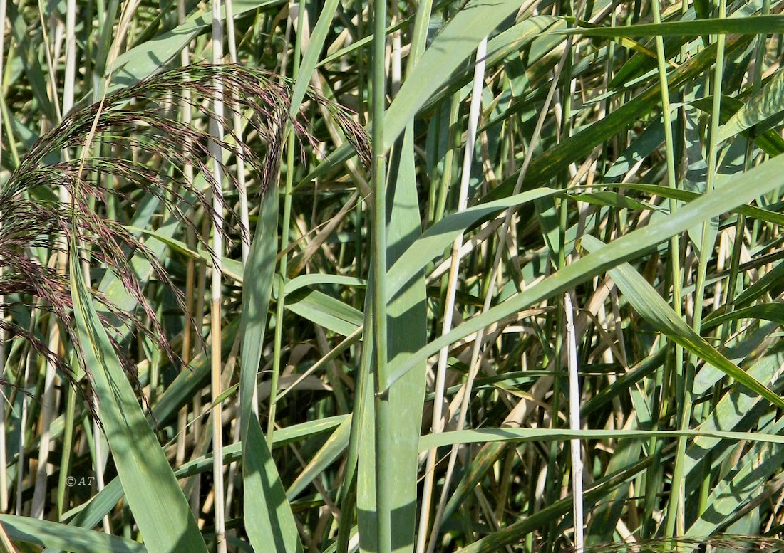 Изображение особи Phragmites australis.