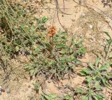 Orobanche crenata