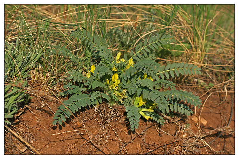 Image of Astragalus wolgensis specimen.