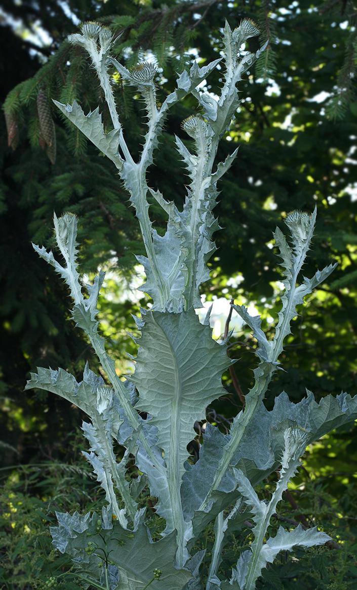 Image of Onopordum acanthium specimen.