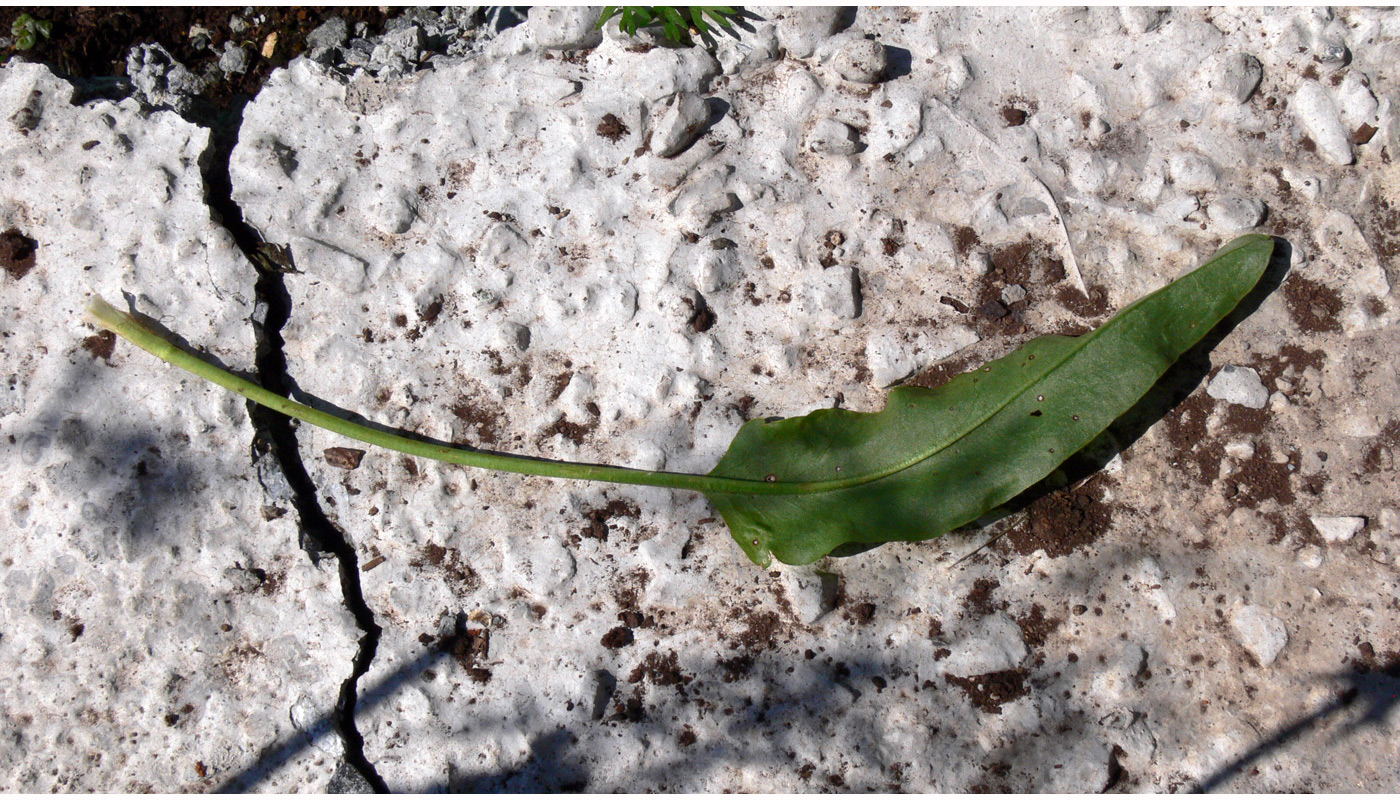 Image of Rumex acetosa specimen.