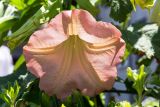 genus Brugmansia. Цветок. Израиль, г. Бат-Ям, в озеленении высотного дома. 13.05.2018.