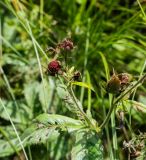 Comarum palustre