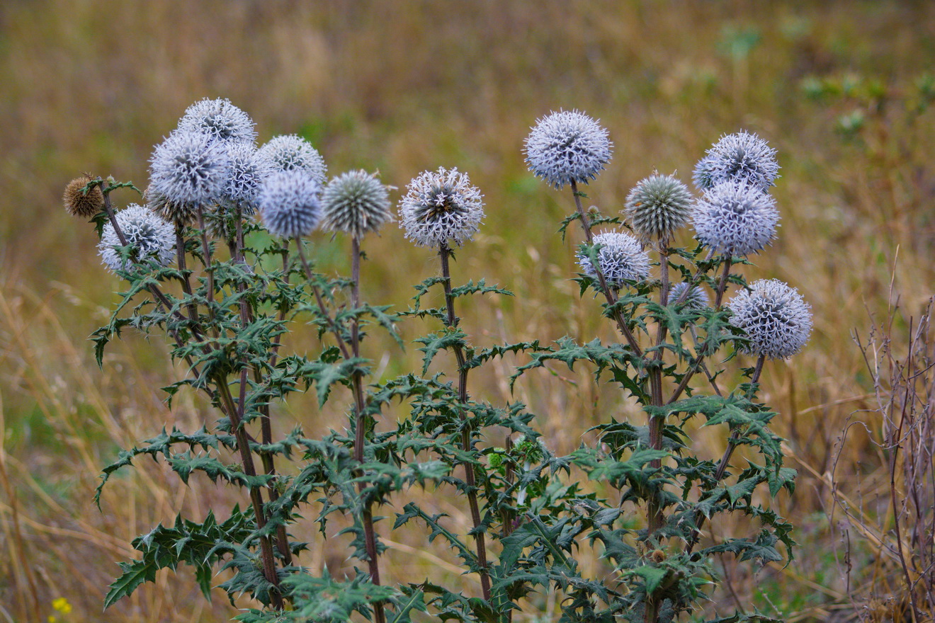 Изображение особи Echinops sphaerocephalus.