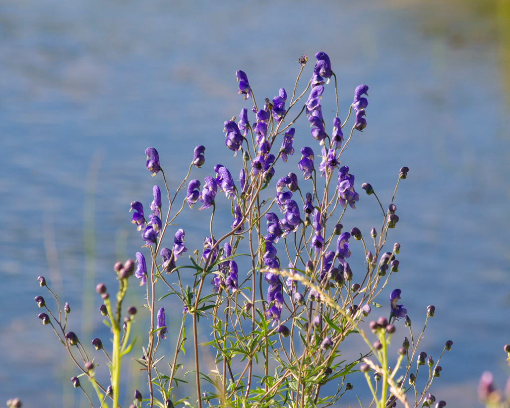 Image of Aconitum ambiguum specimen.