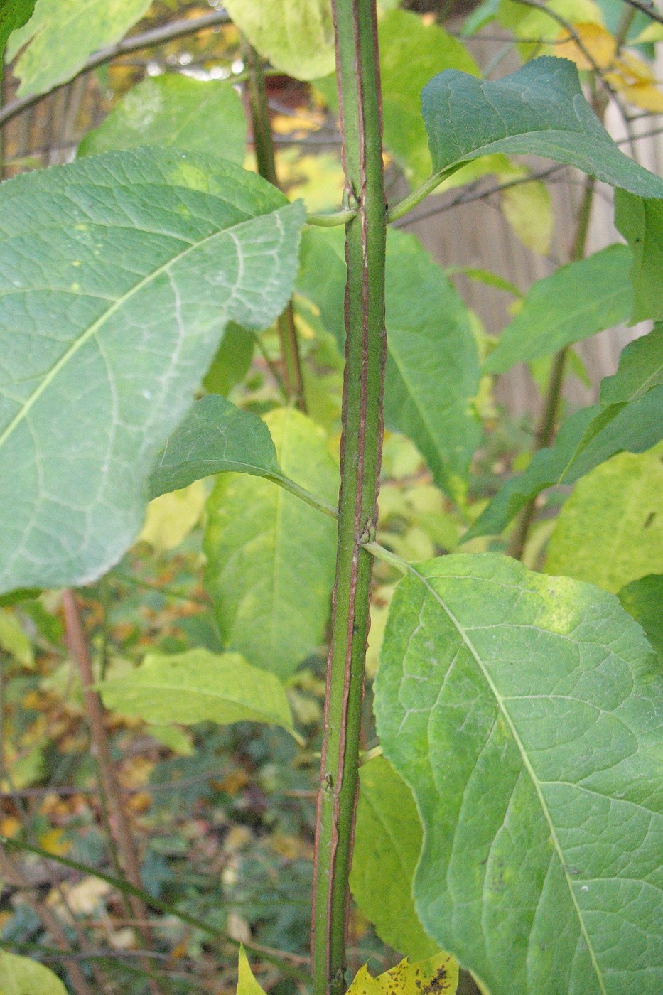 Изображение особи Euonymus europaeus.