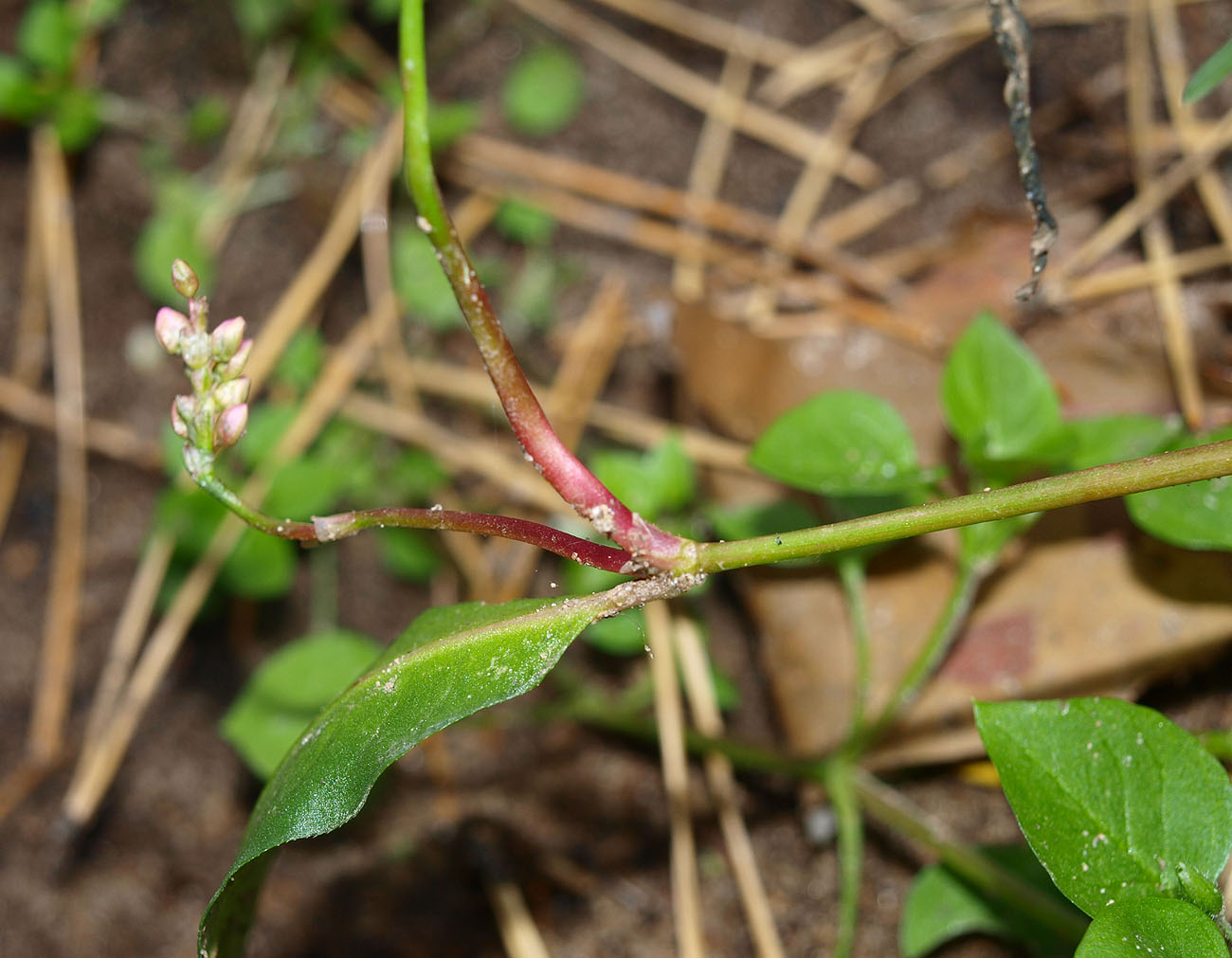 Image of genus Persicaria specimen.