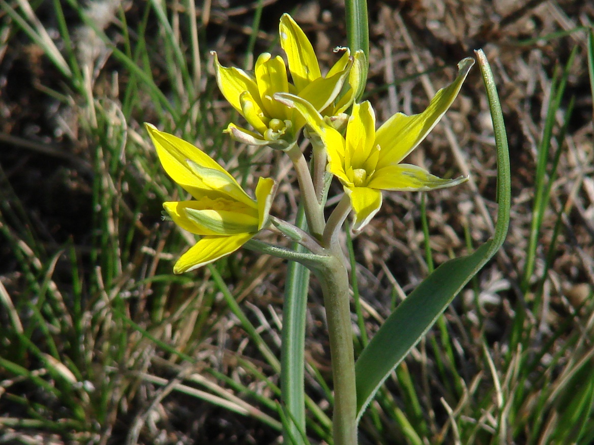 Изображение особи Gagea pauciflora.