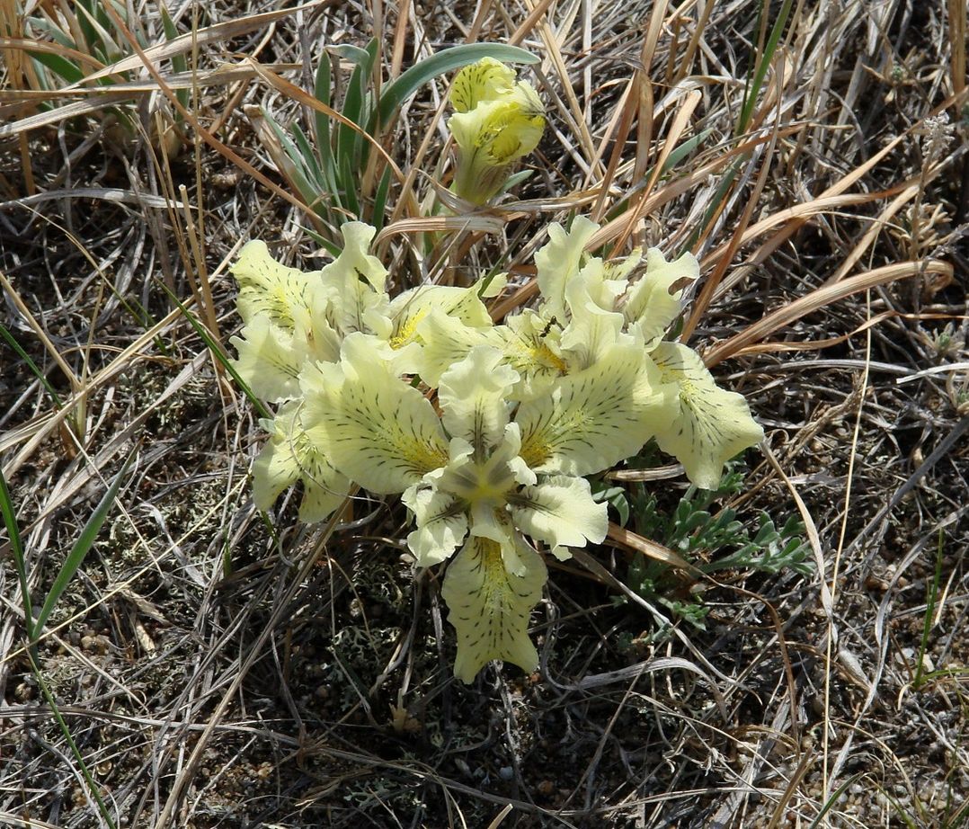 Изображение особи Iris potaninii.