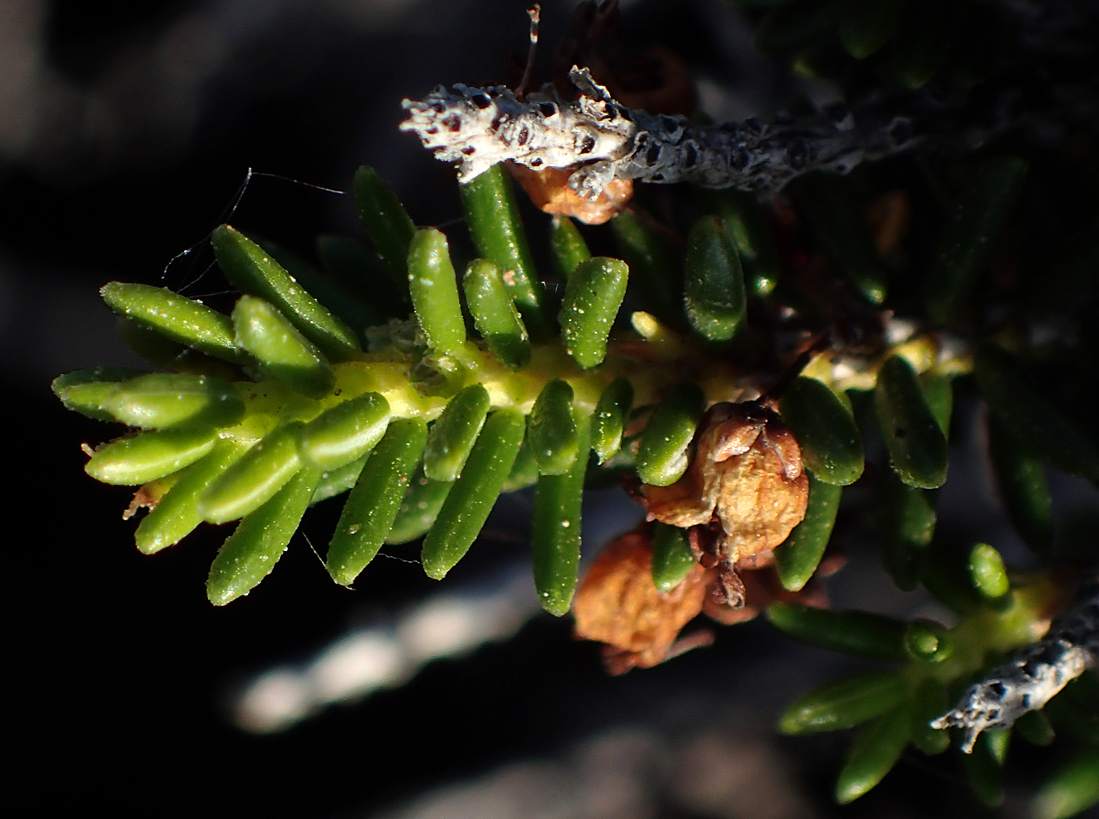 Image of Erica manipuliflora specimen.