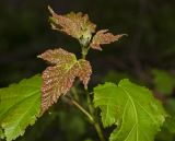 Acer tataricum. Верхушка побега с молодыми листьями. Пермь, Ленинский р-н, сквер перед оперным театром, в озеленении. 15 июня 2018 г.