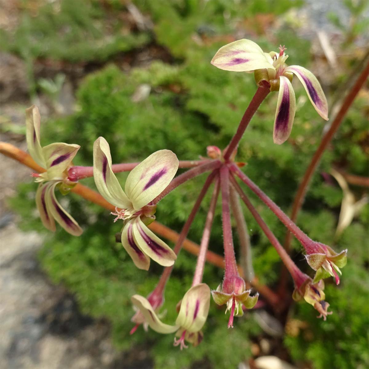 Изображение особи Pelargonium triste.