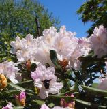 genus Rhododendron. Ветви цветущего растения. Крым, Южный Берег, Партенит, парк ЛОК \"Айвазовское\". 30.04.2018.