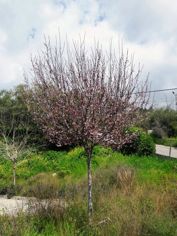 Image of Prunus cerasifera var. pissardii specimen.