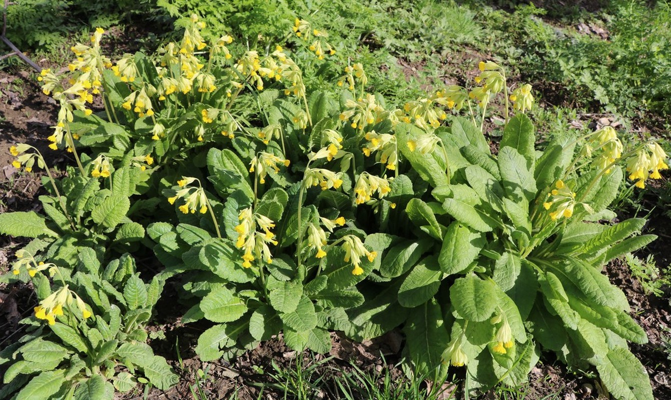 Image of Primula macrocalyx specimen.