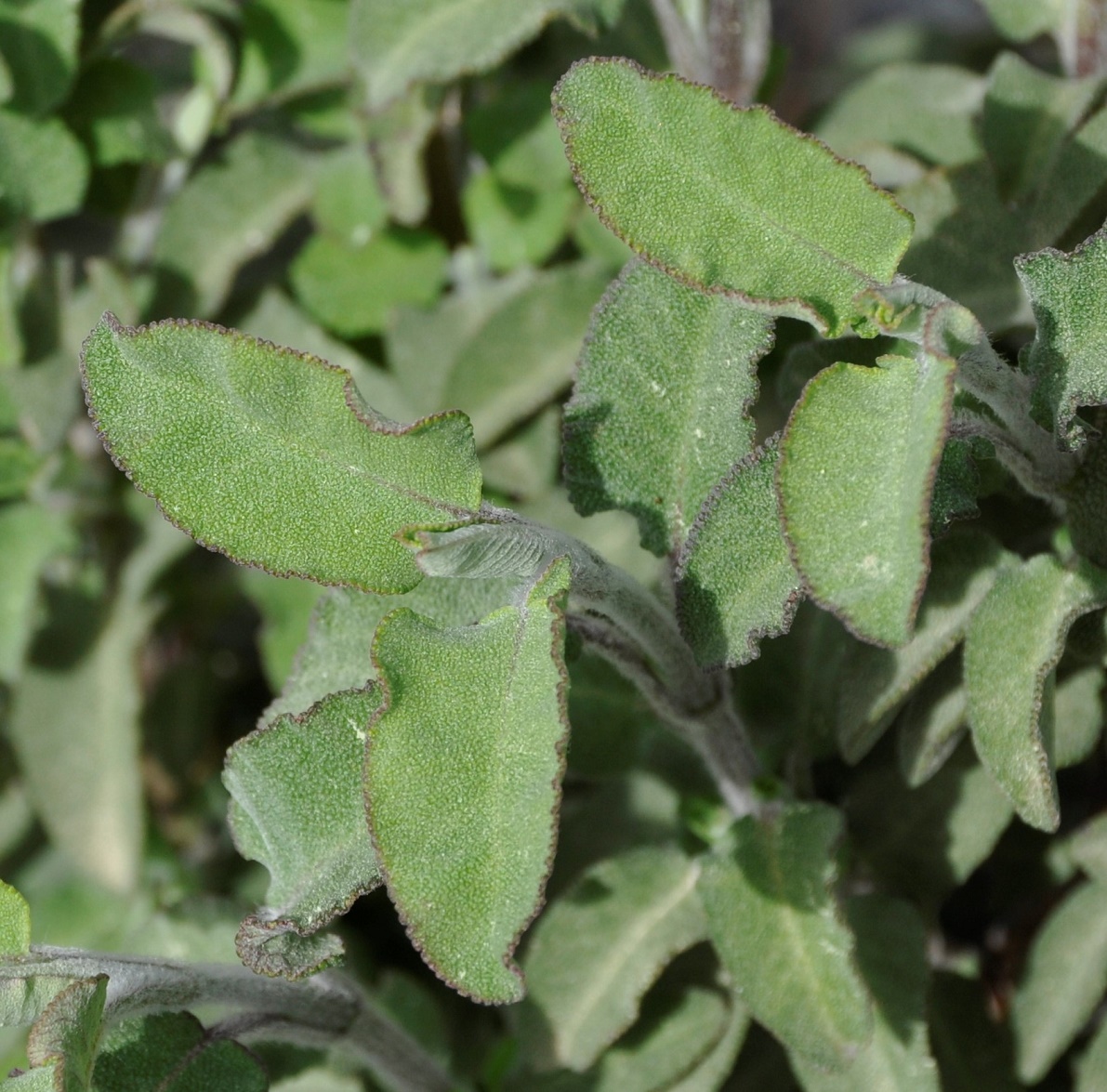 Image of Salvia fruticosa specimen.