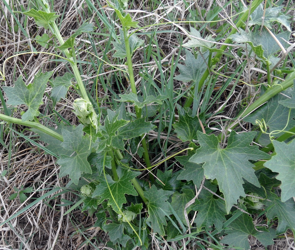 Image of Bryonia aspera specimen.