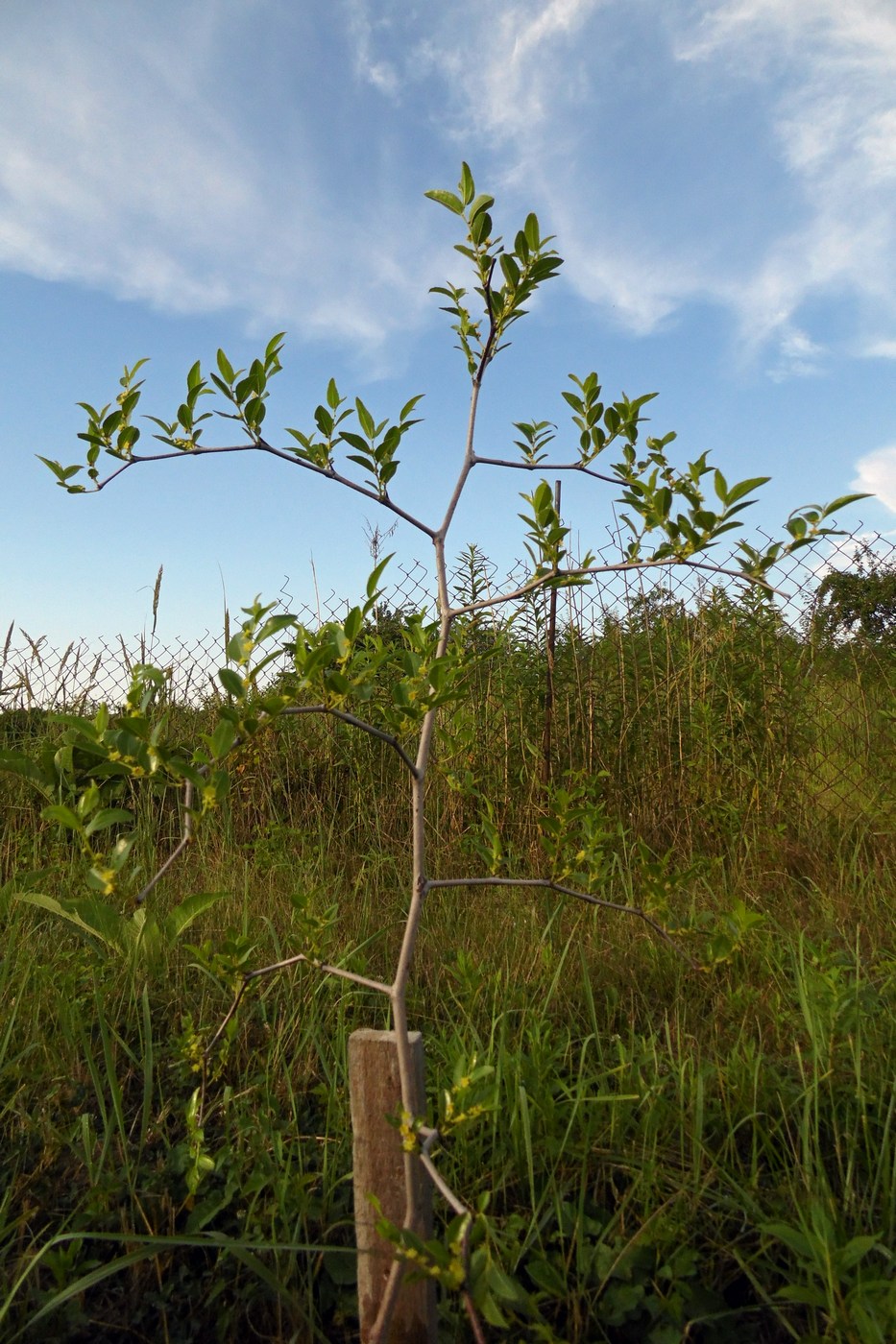 Image of Ziziphus jujuba specimen.