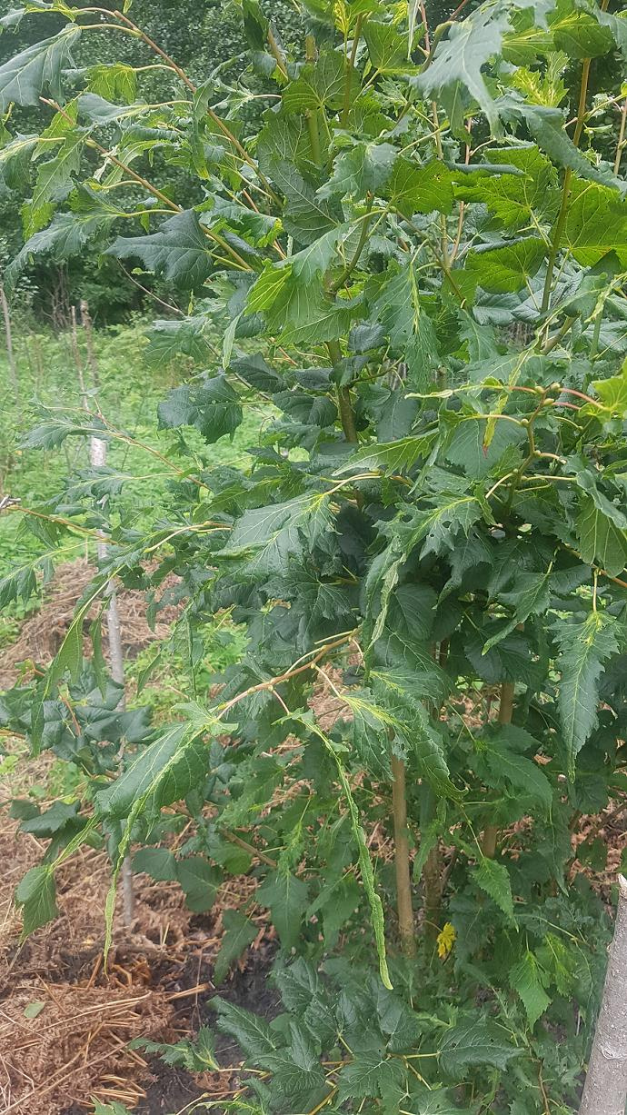 Image of Tilia platyphyllos specimen.