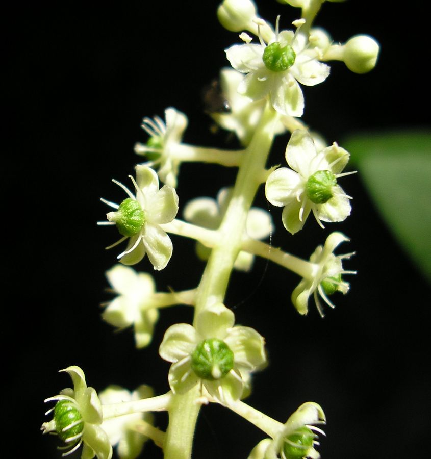 Image of Phytolacca americana specimen.