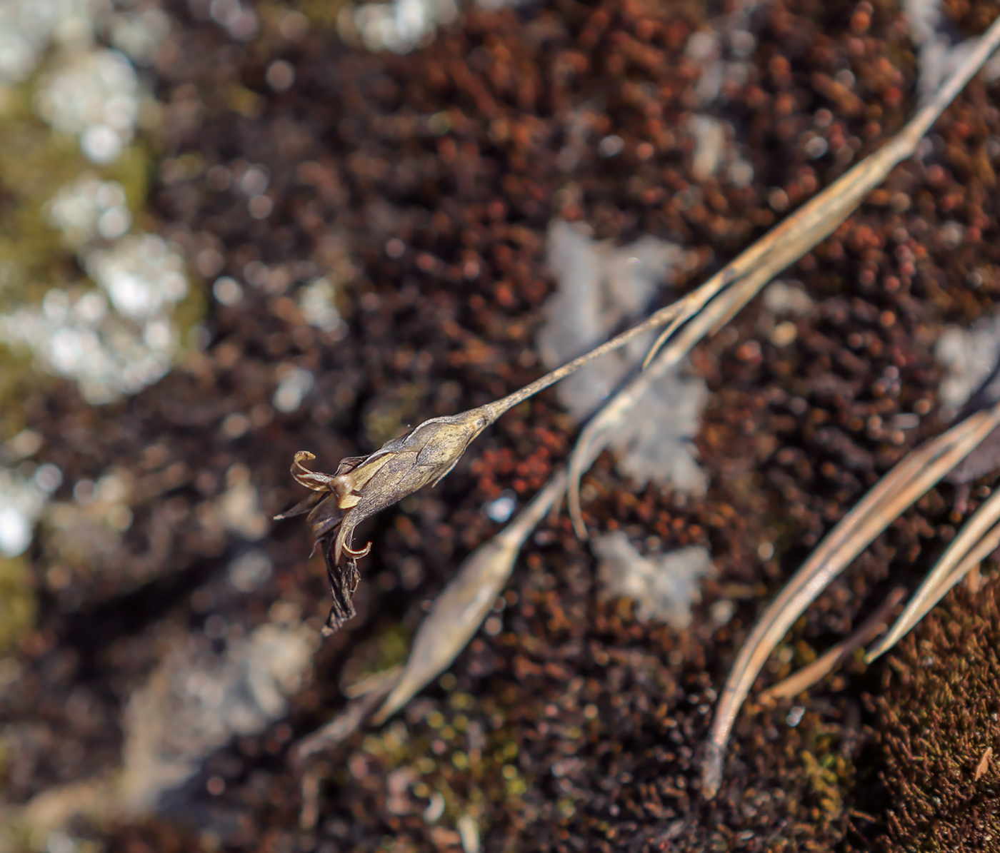 Image of Dianthus versicolor specimen.