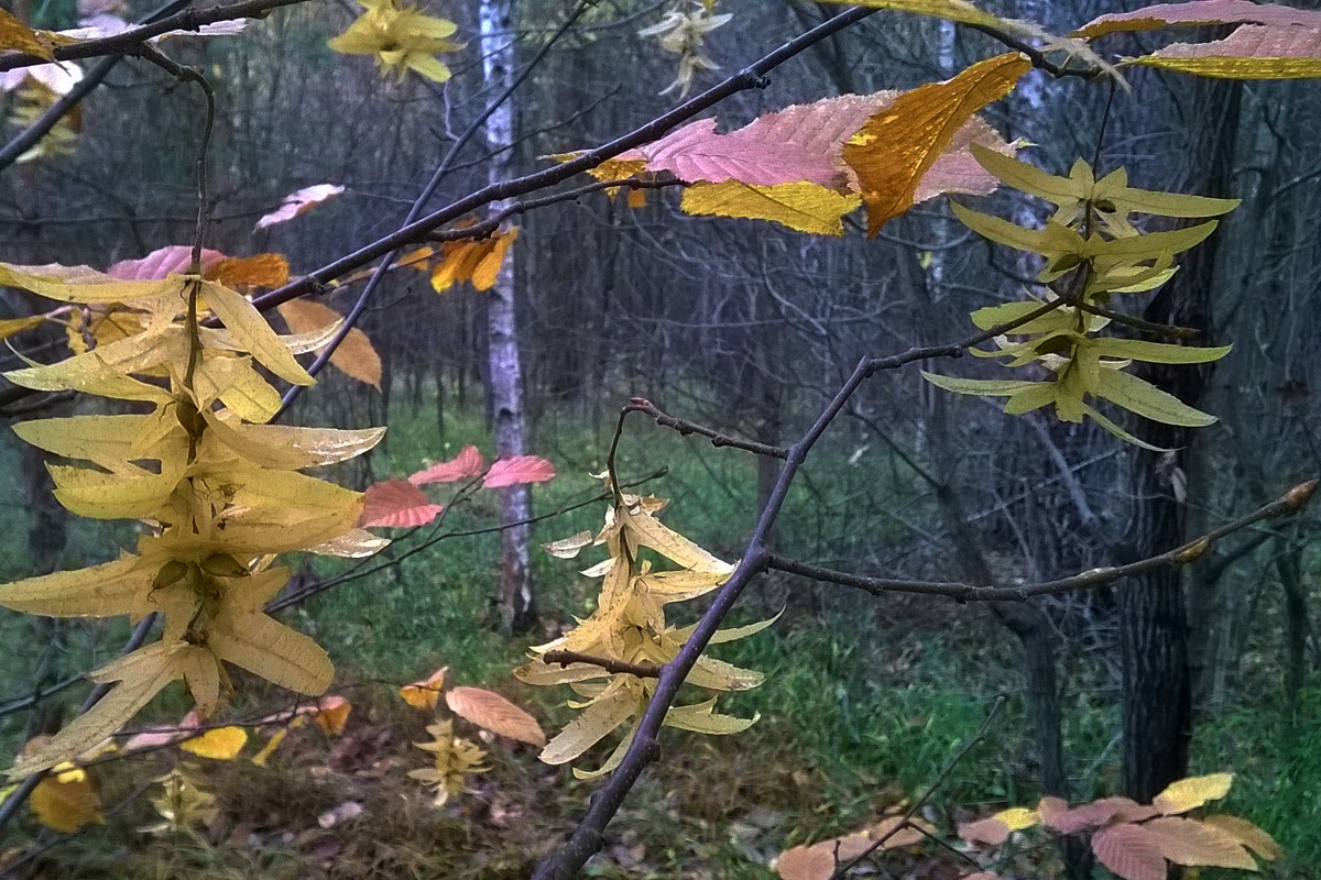 Image of Carpinus betulus specimen.