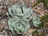 Agave parryi var. truncata