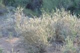 Astragalus brachypus