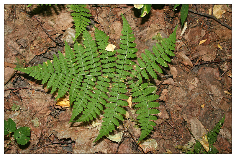 Image of Diplazium sibiricum specimen.