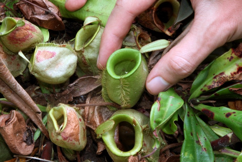 Image of Nepenthes ampullaria specimen.