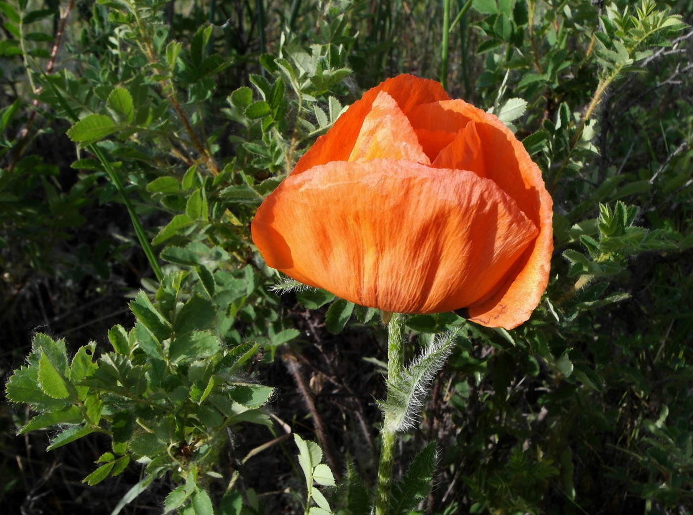 Изображение особи Papaver setiferum.