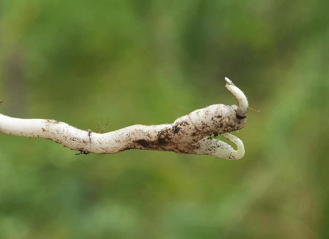 Изображение особи Lathyrus tuberosus.