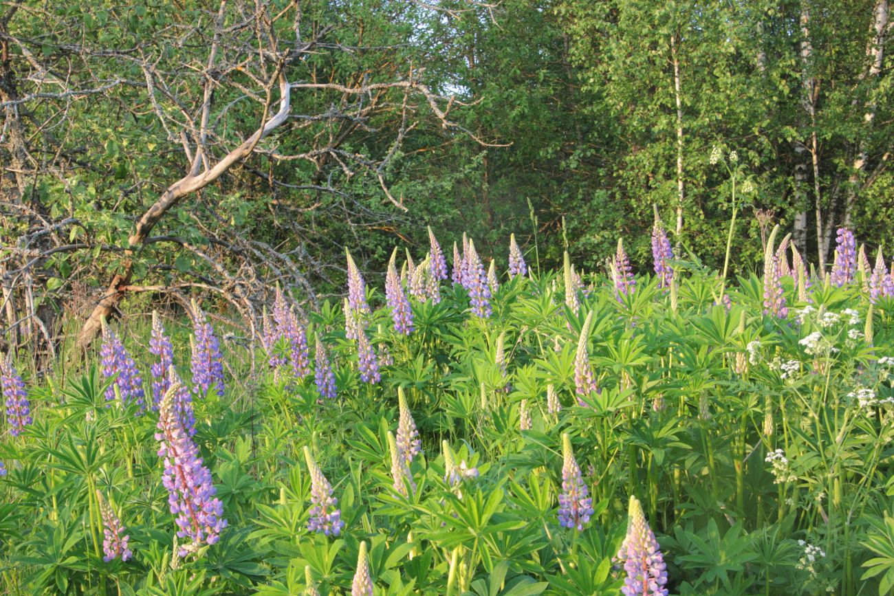 Изображение особи Lupinus polyphyllus.