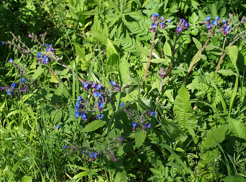 Изображение особи Pulmonaria mollis.