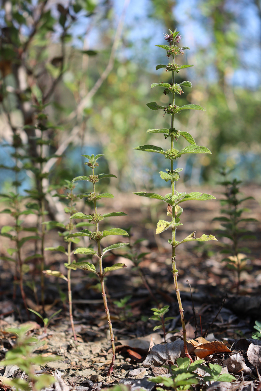 Image of Mentha &times; verticillata specimen.