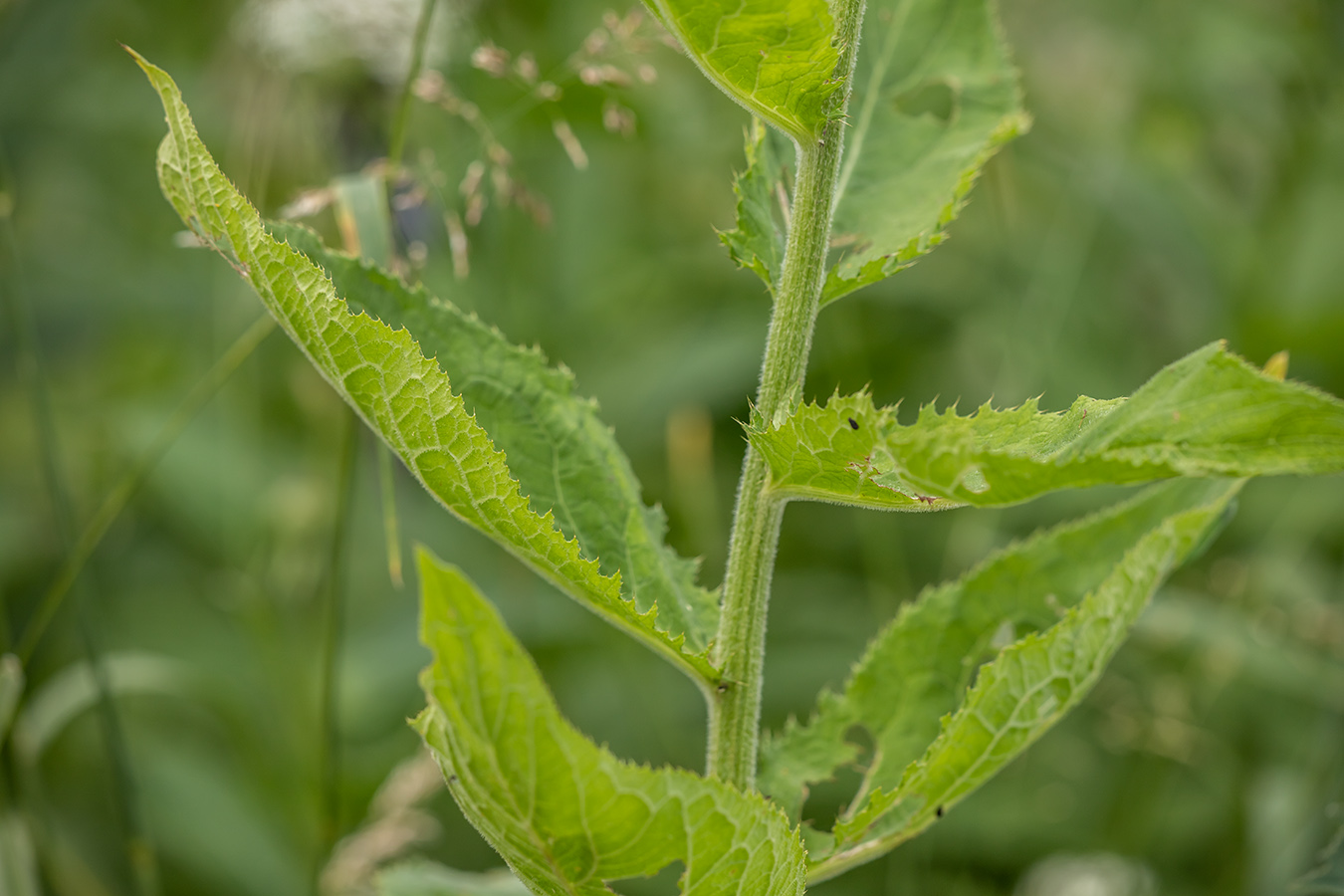 Изображение особи род Cirsium.